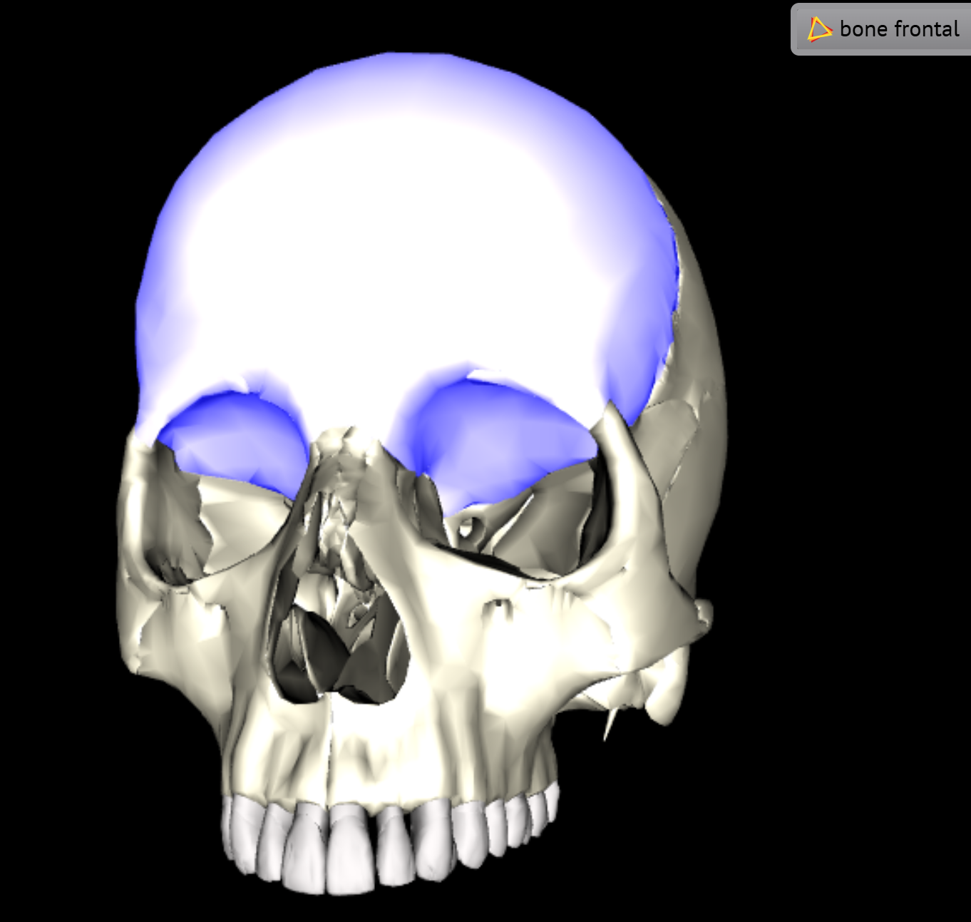 skull with frontal bone selected